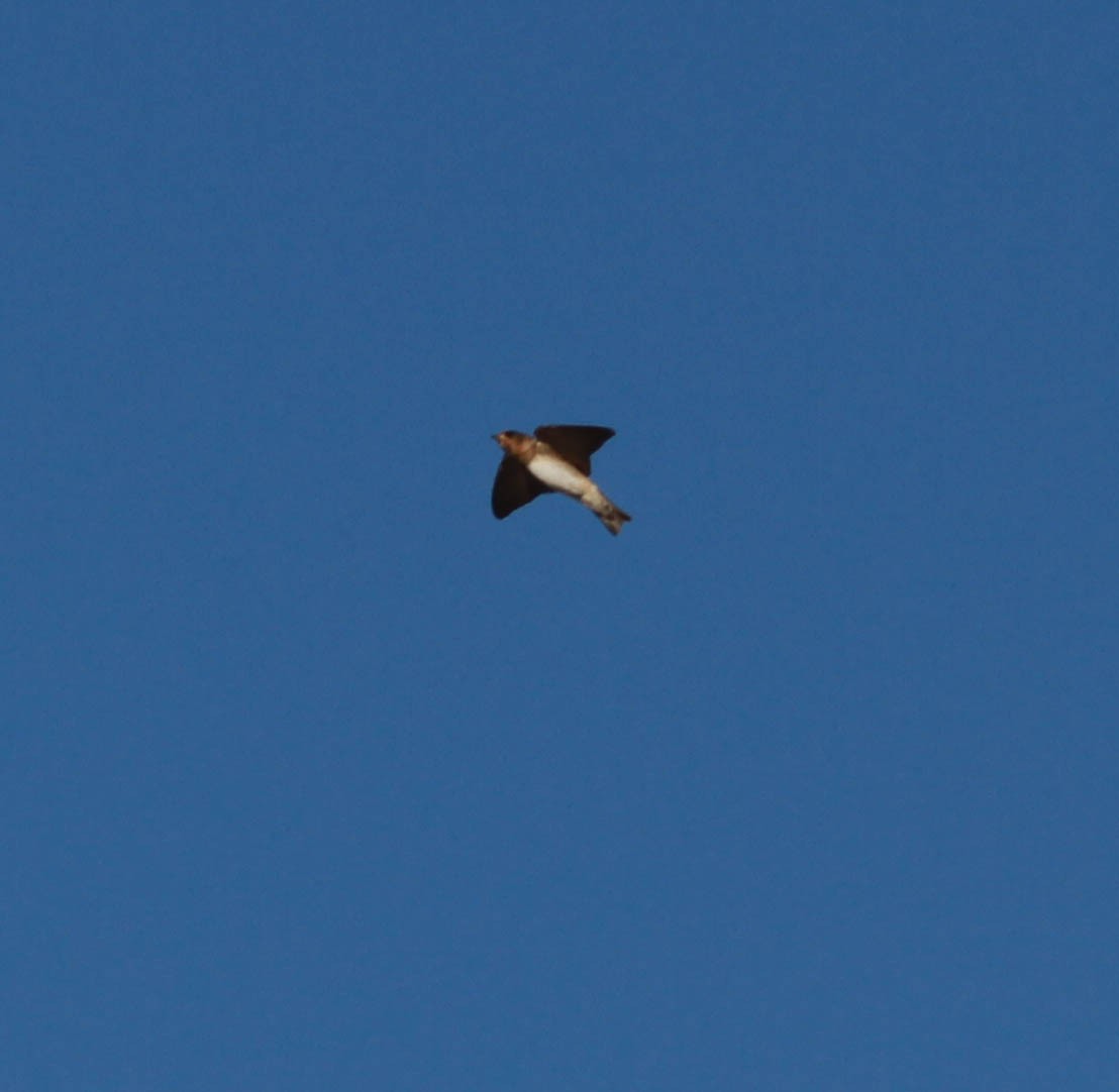 Cliff/Cave Swallow - ML620888191