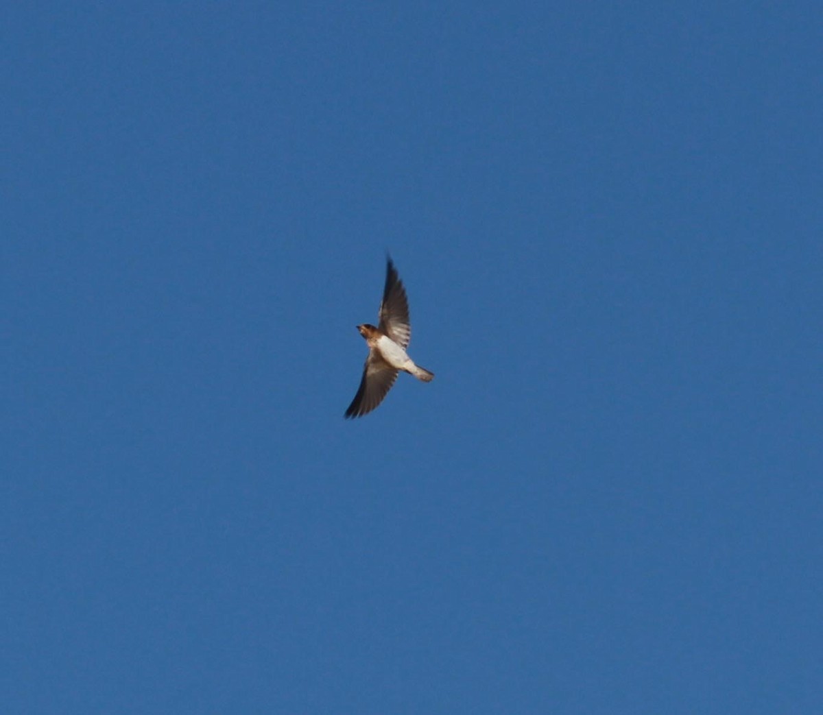 Cliff/Cave Swallow - ML620888192
