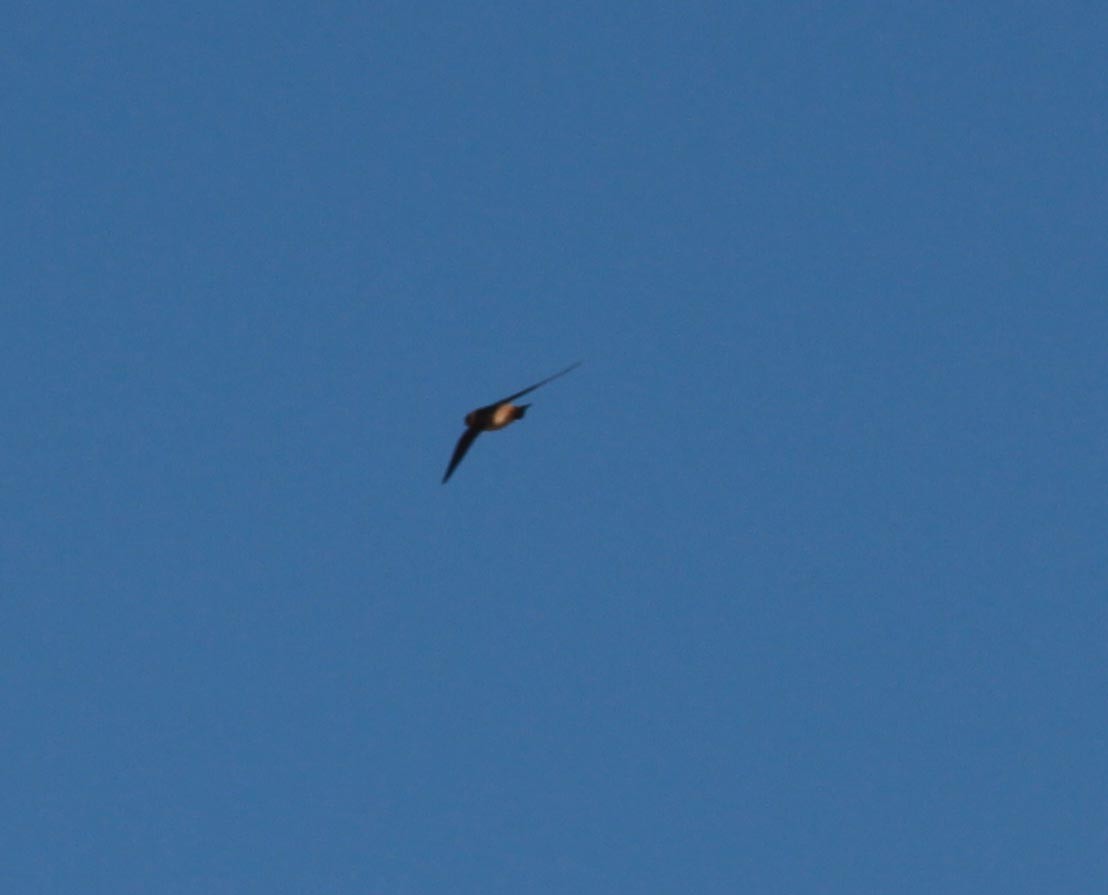 Cliff/Cave Swallow - ML620888193