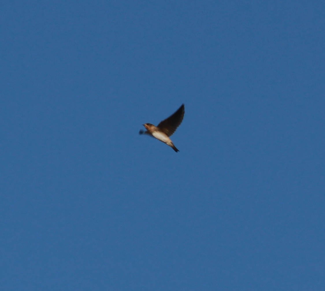 Cliff/Cave Swallow - ML620888196