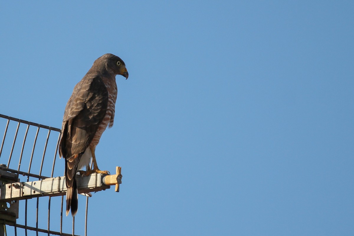 Roadside Hawk - ML620888197