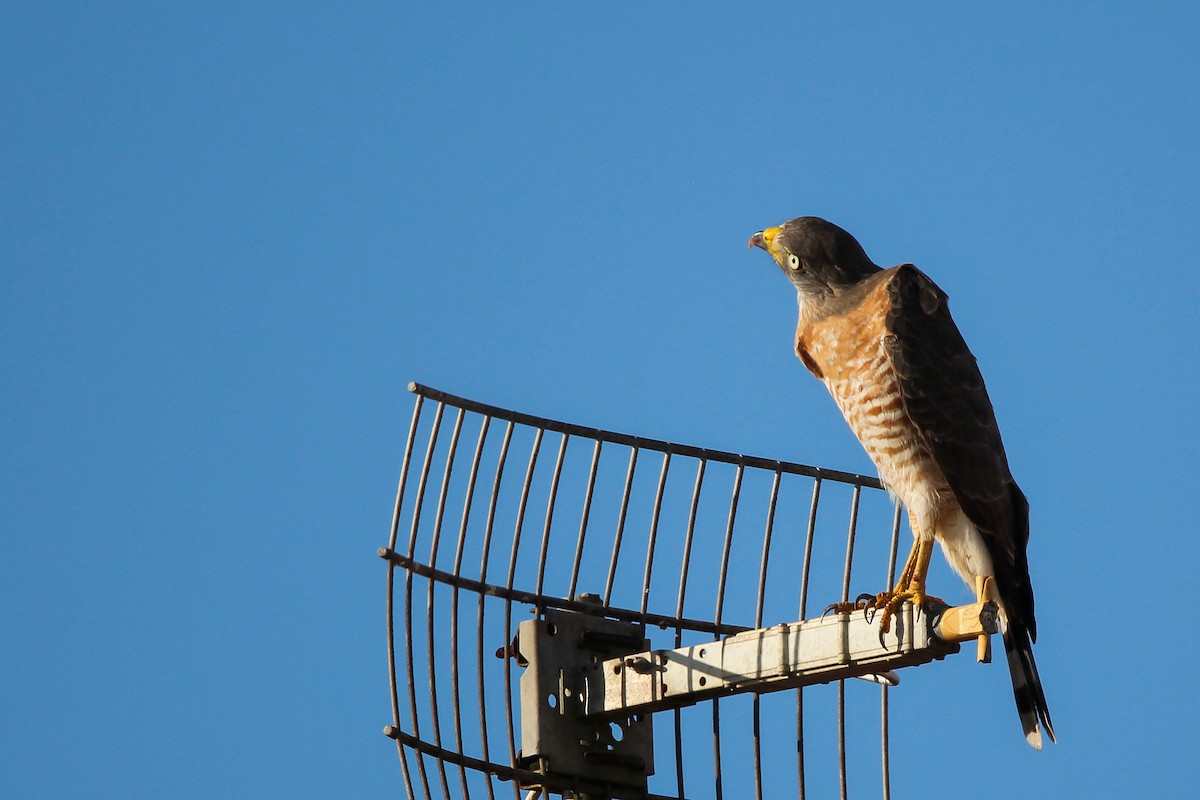 Roadside Hawk - ML620888198