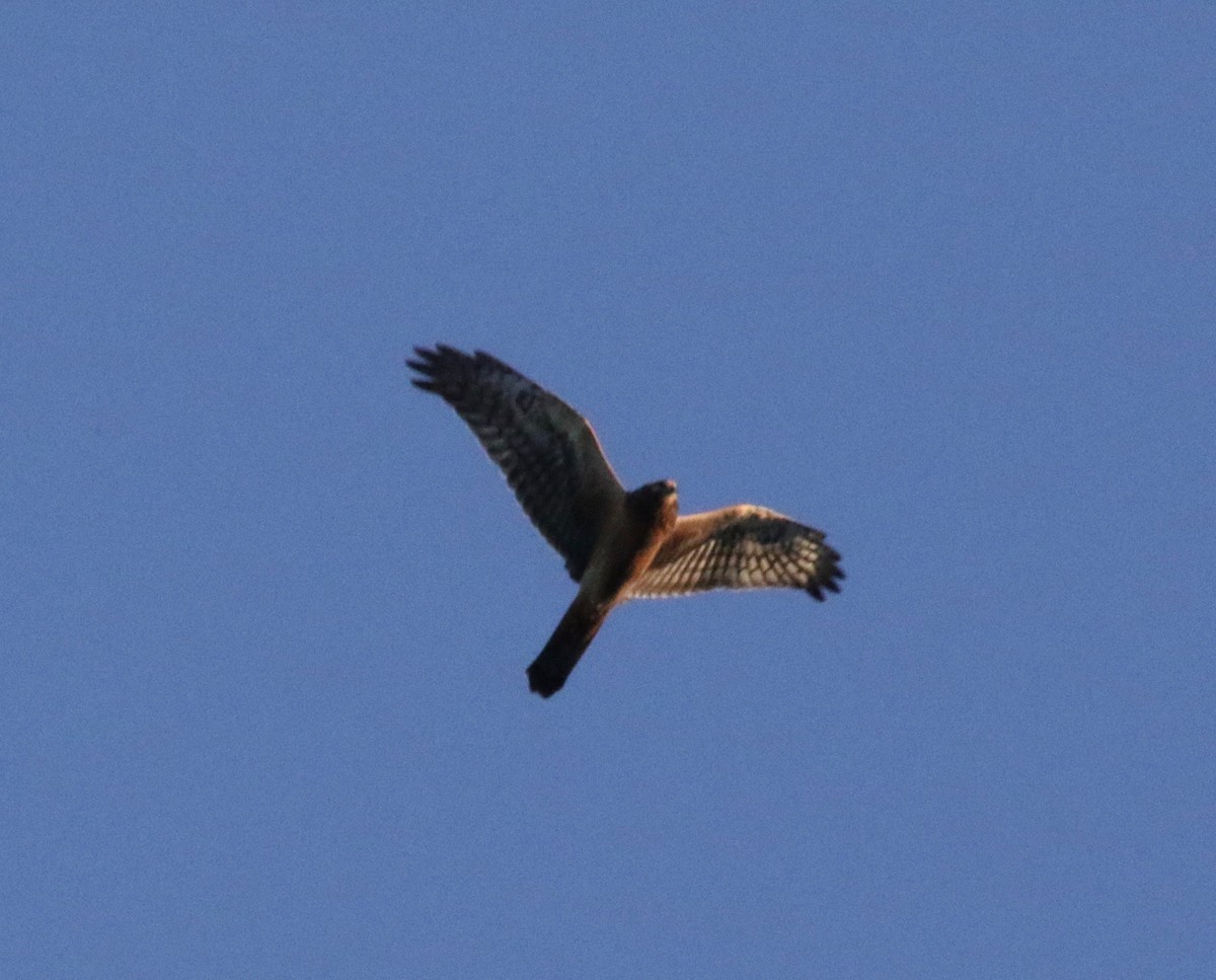 Northern Harrier - ML620888202