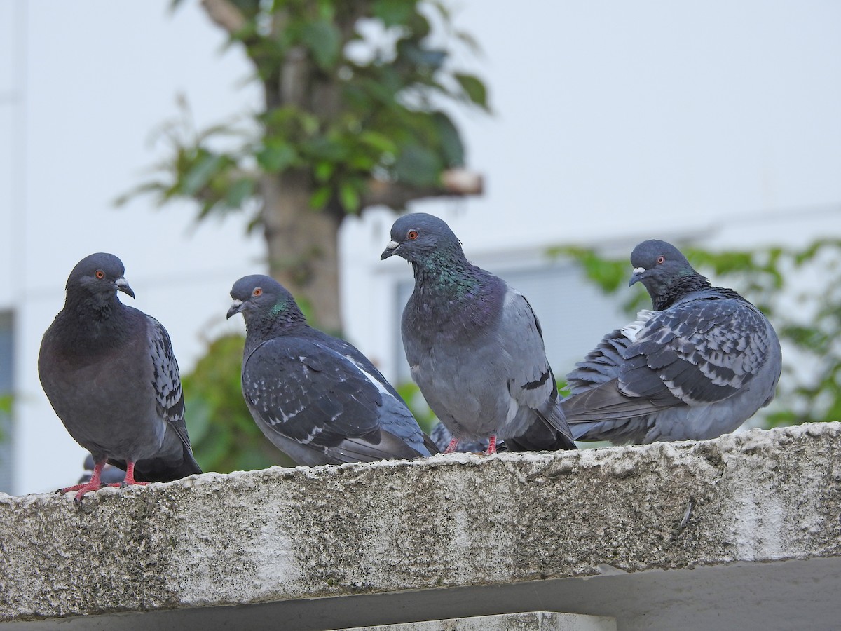 Pigeon biset (forme domestique) - ML620888203