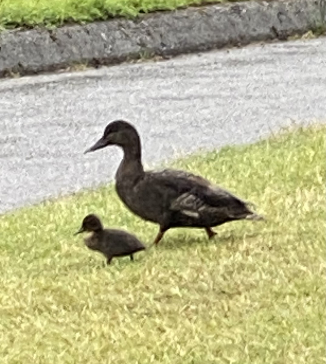 Mallard (Domestic type) - Cameron Walker