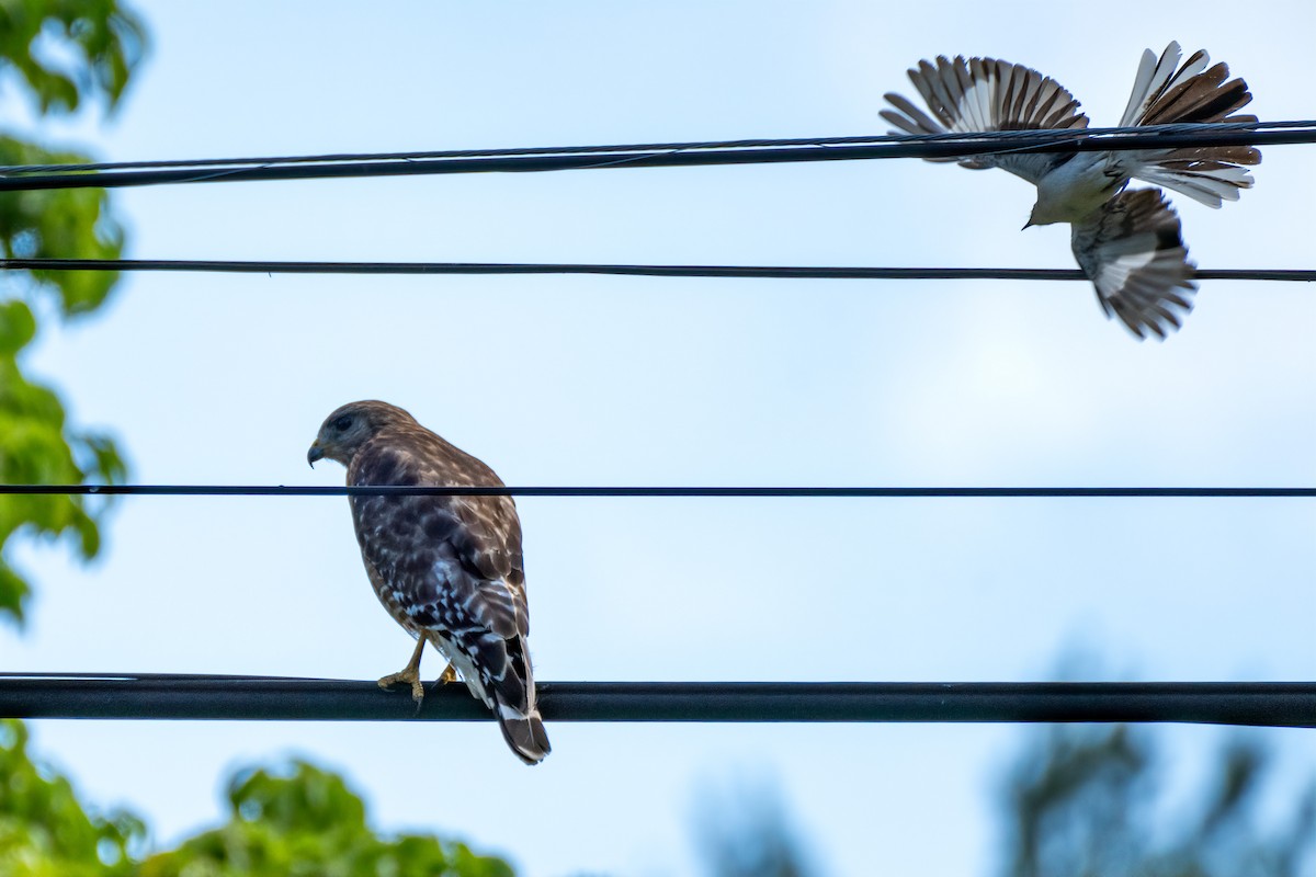 Red-shouldered Hawk - ML620888207