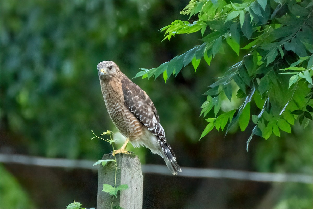 Red-shouldered Hawk - ML620888210