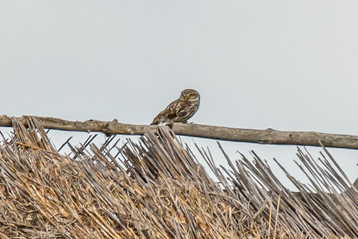 Little Owl - ML620888212