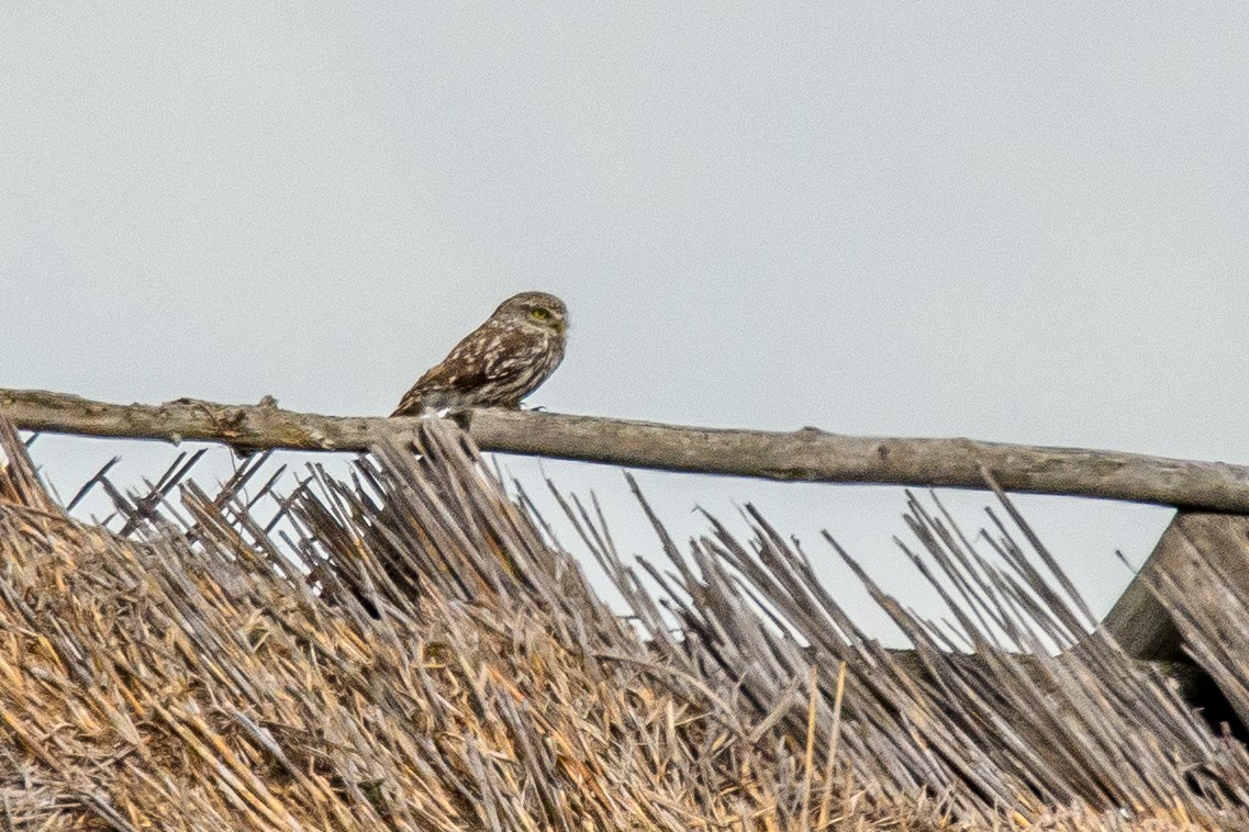 Little Owl - ML620888214