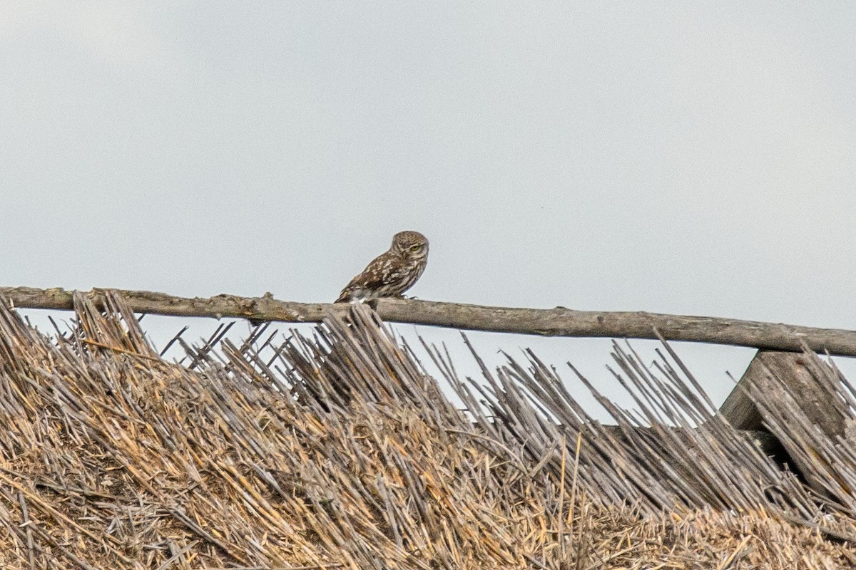 Little Owl - ML620888215