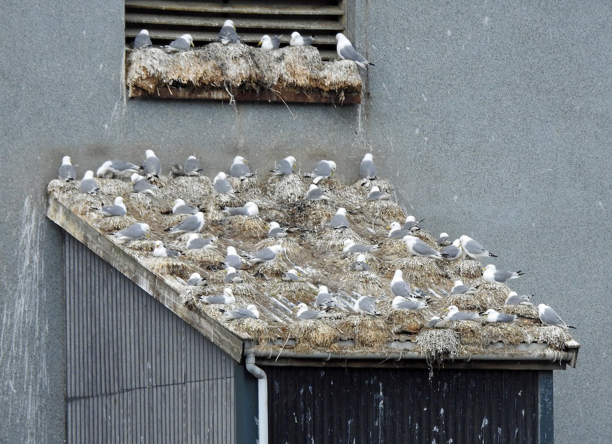 Black-legged Kittiwake - ML620888217