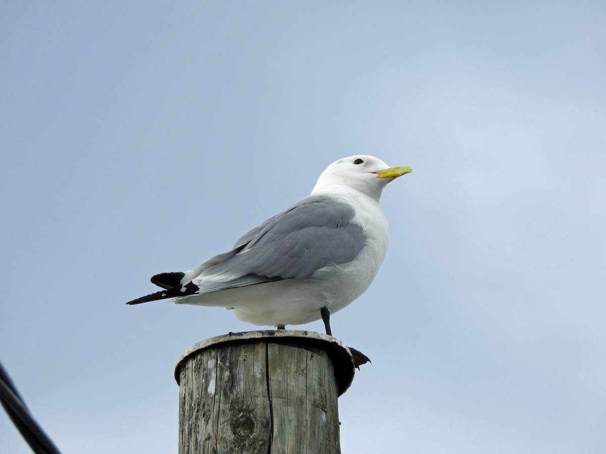 Mouette tridactyle - ML620888218