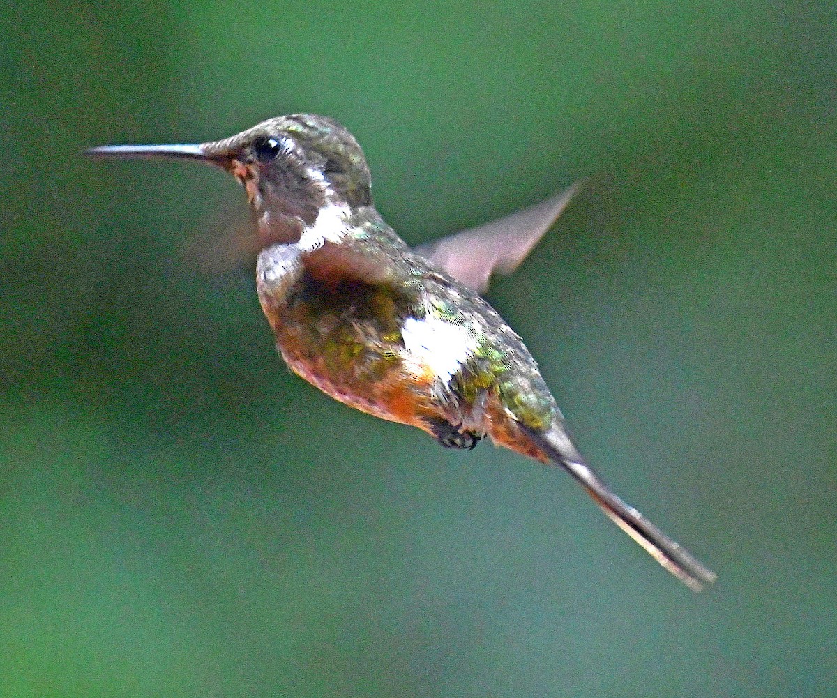 Violettkehl-Sternkolibri - ML620888219