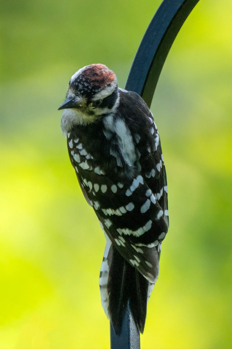 Downy Woodpecker - ML620888220