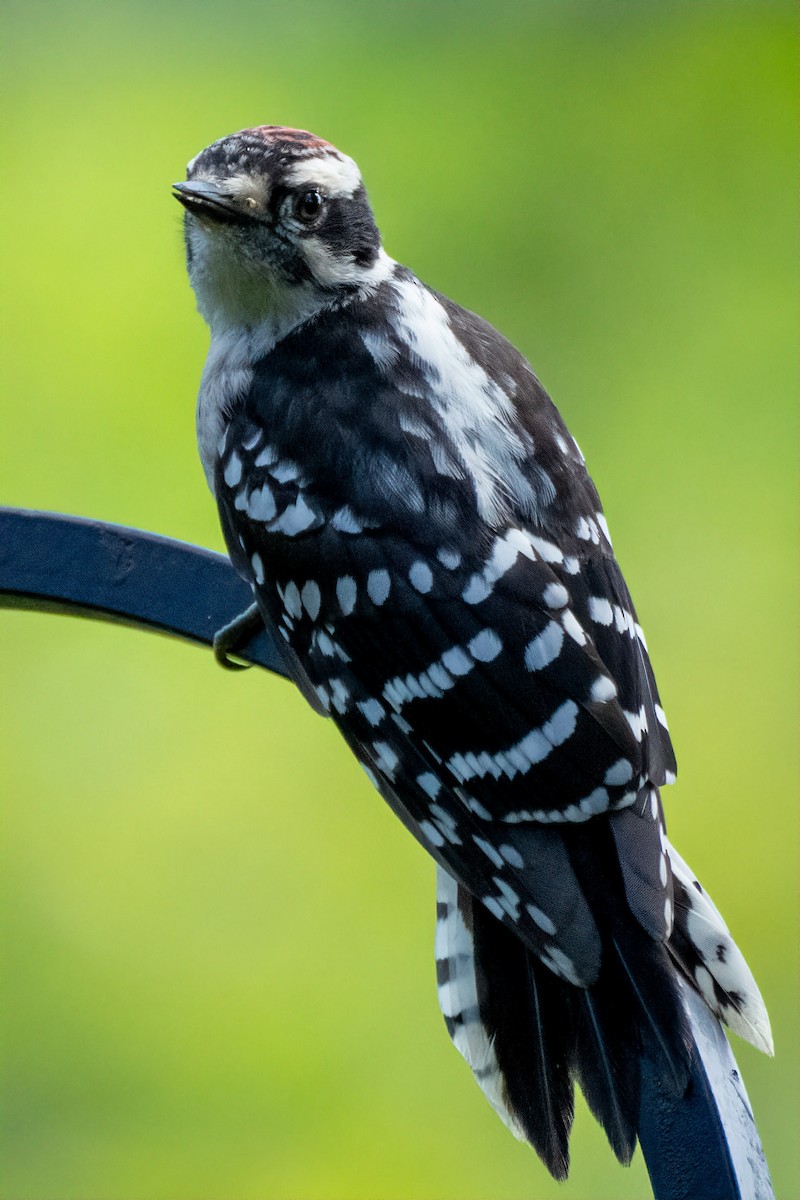 Downy Woodpecker - ML620888221