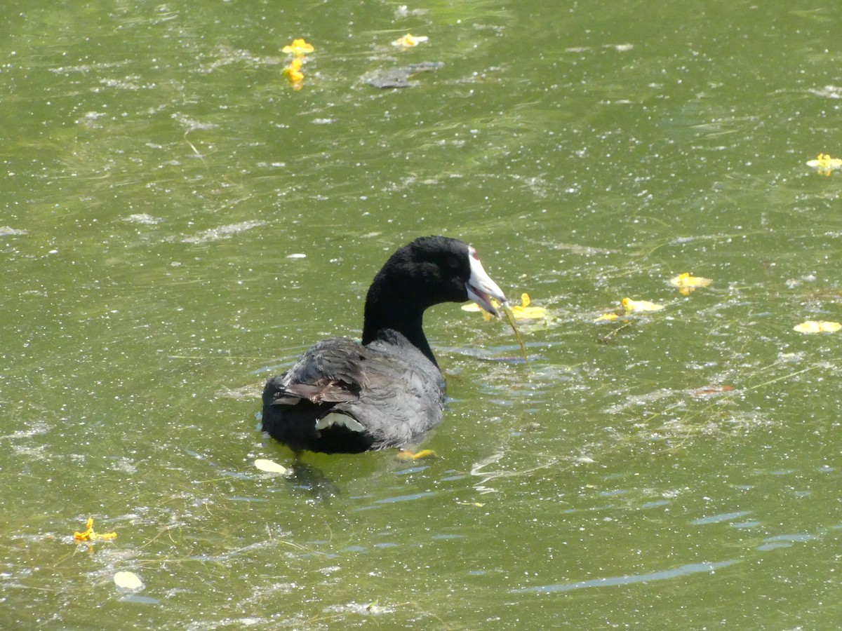 American Coot - Larry Koopa