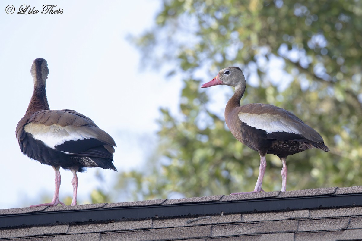 Black-bellied Whistling-Duck - ML620888224