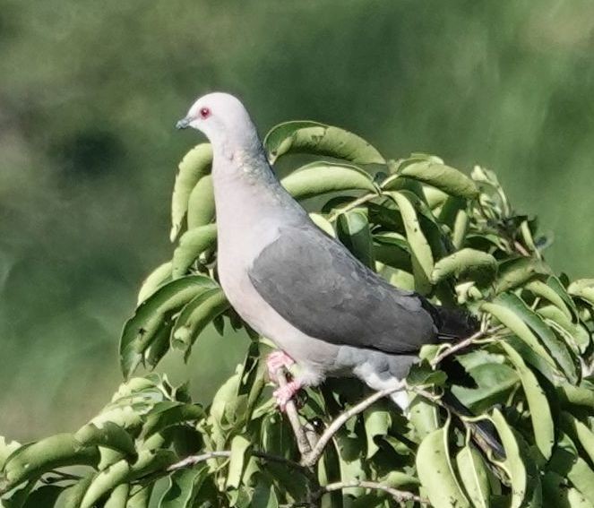 Ring-tailed Pigeon - ML620888225