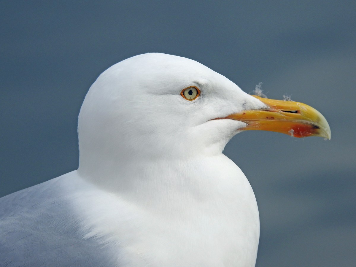 Herring Gull - ML620888226