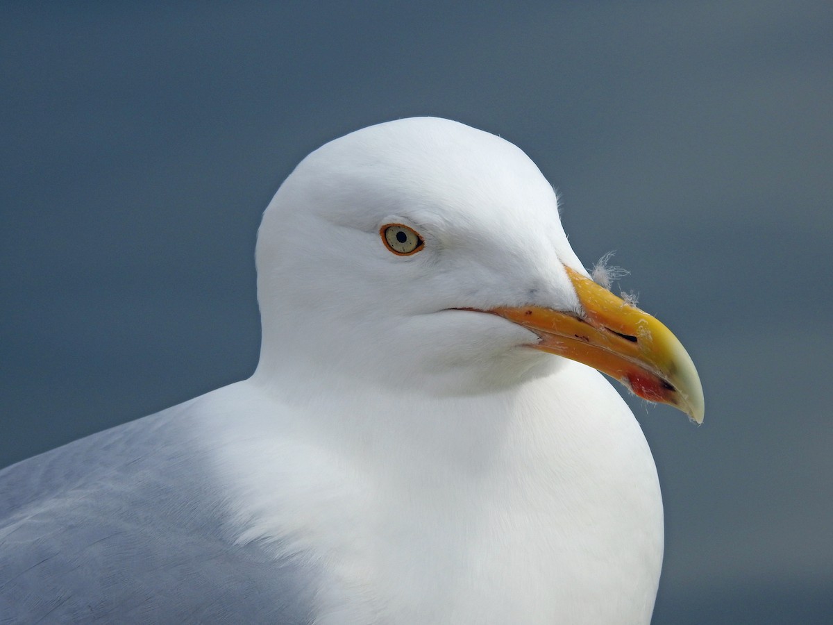 Goéland argenté - ML620888227