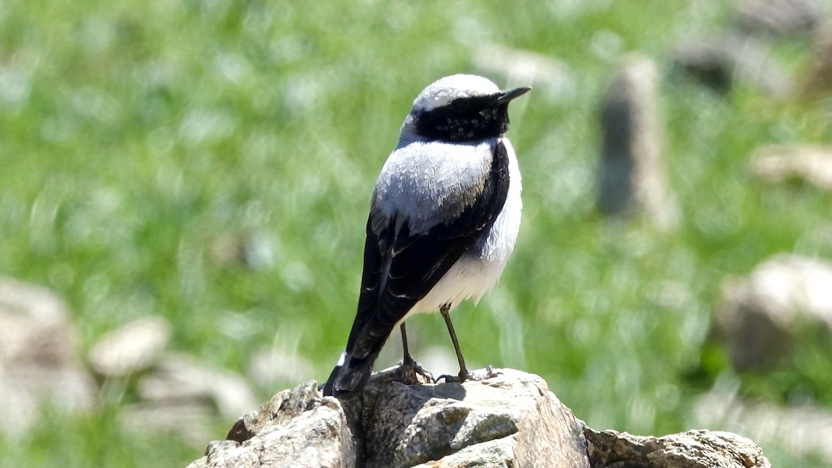 Atlas Wheatear - ML620888230