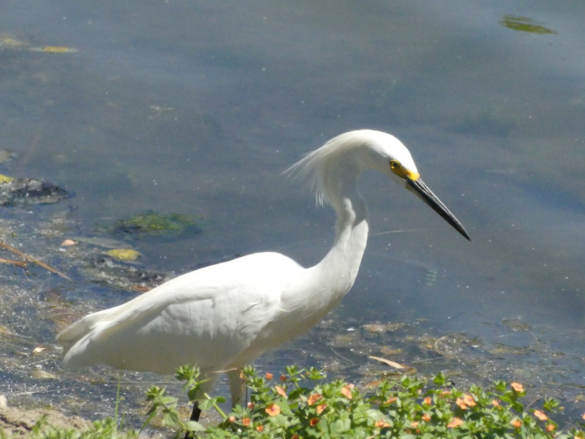 Snowy Egret - ML620888231