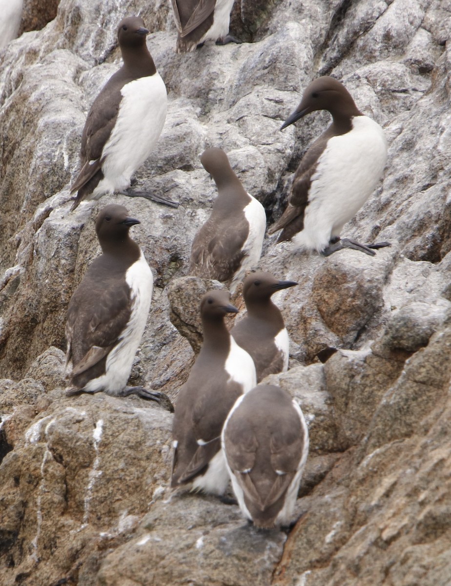 Common Murre - ML620888232