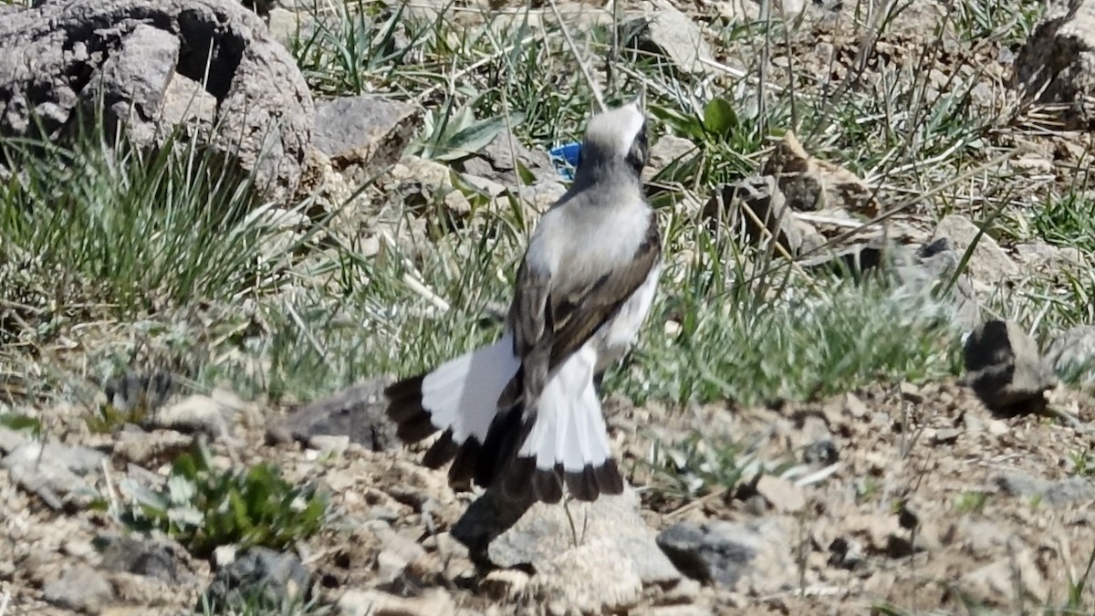 Atlas Wheatear - ML620888233