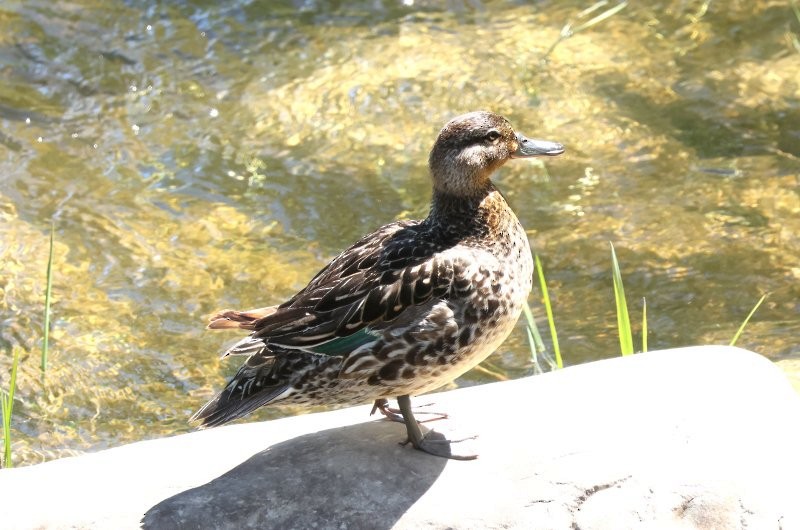 Blue-winged Teal - ML620888235