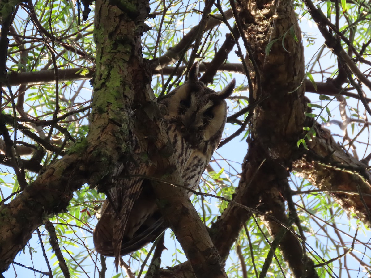 Long-eared Owl - ML620888236