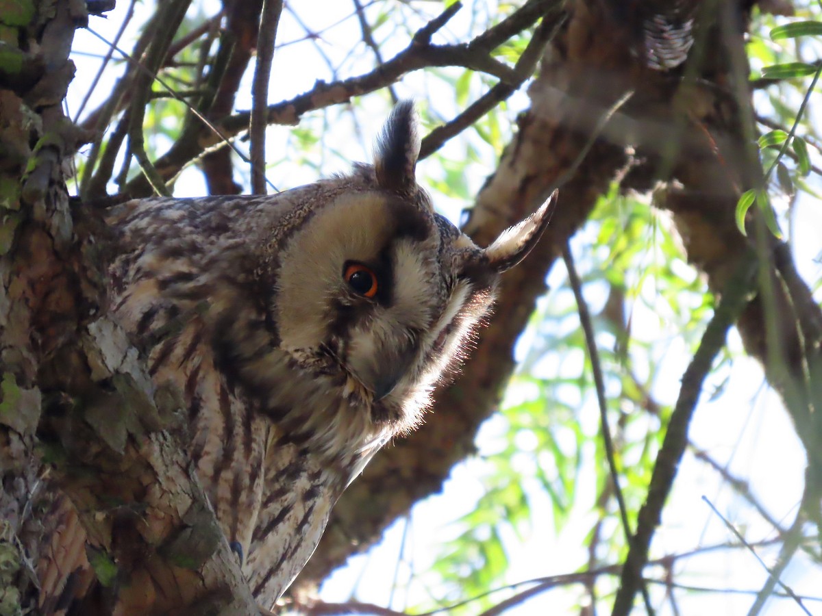 Long-eared Owl - ML620888237