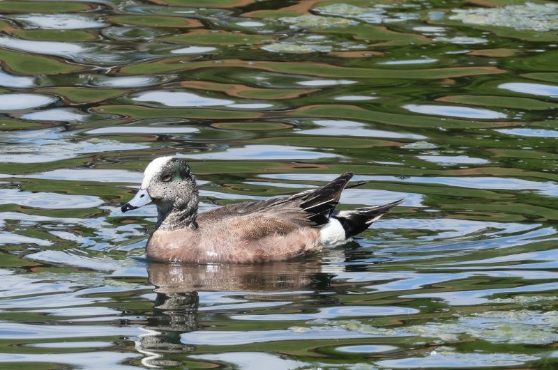 American Wigeon - ML620888238