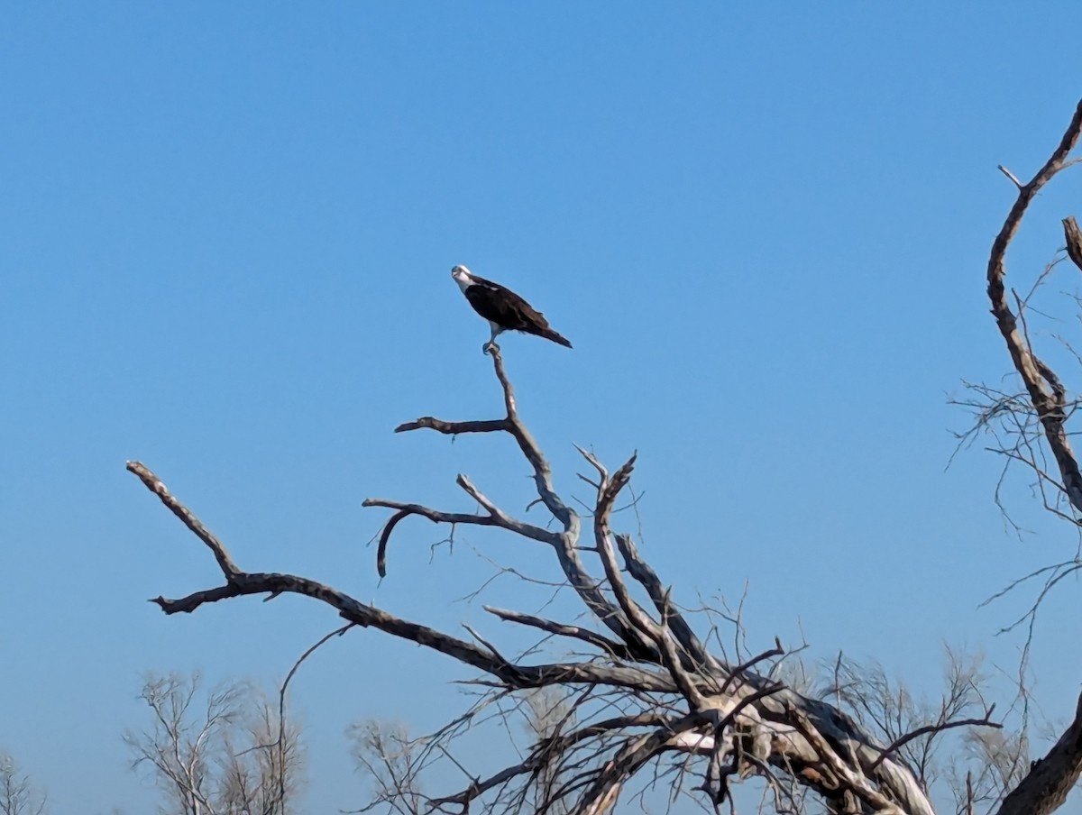 Águila Pescadora - ML620888239