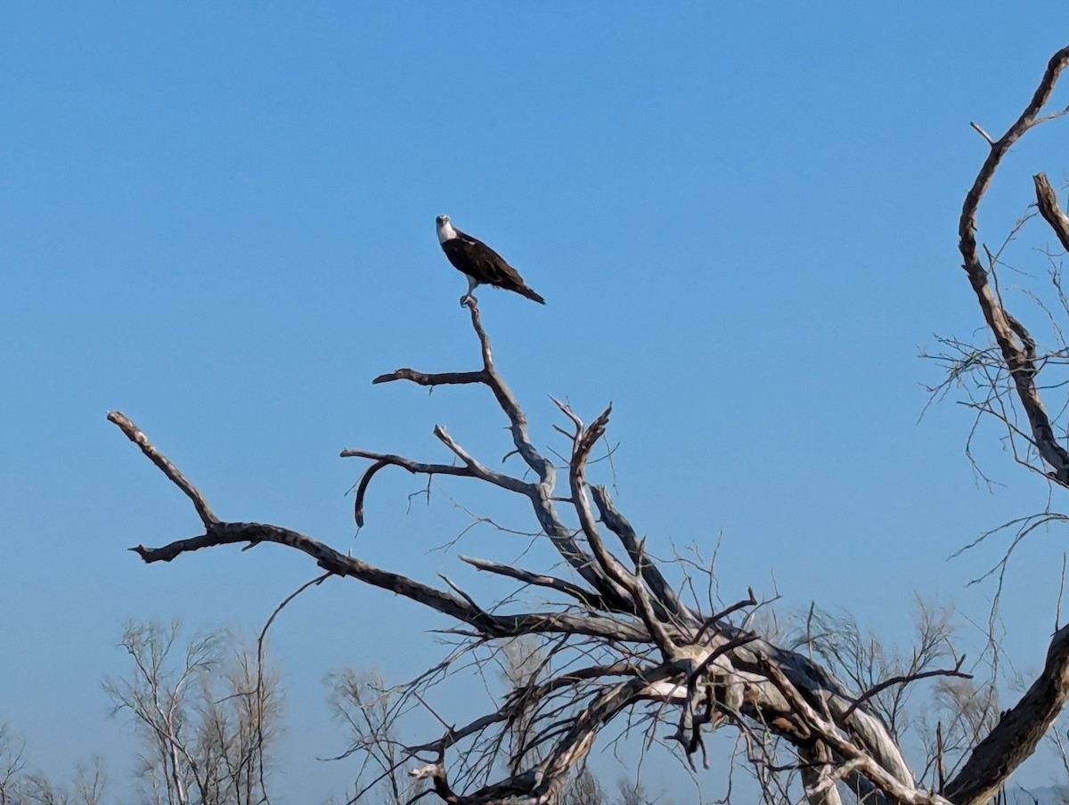 Osprey - ML620888240