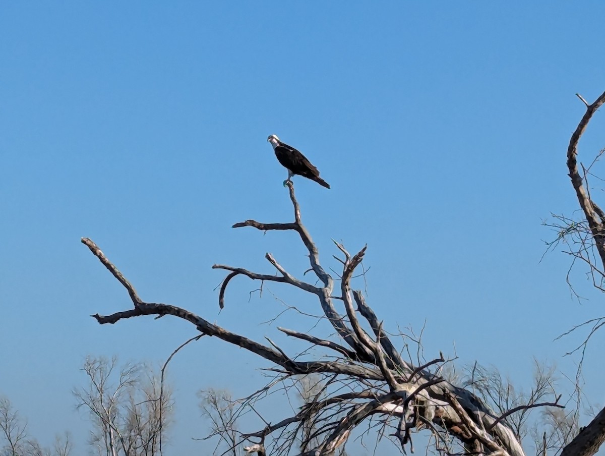 Osprey - ML620888241