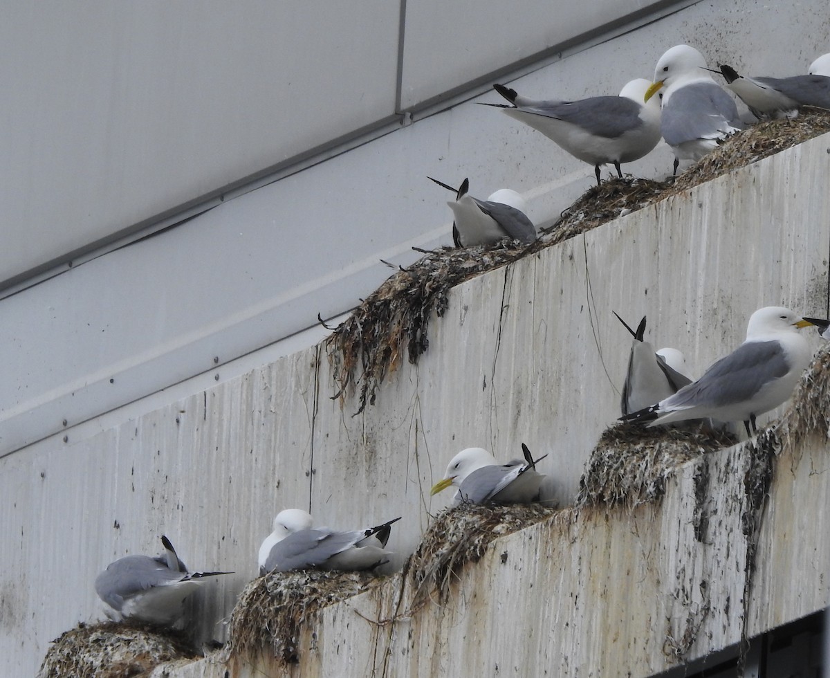 Black-legged Kittiwake - ML620888242