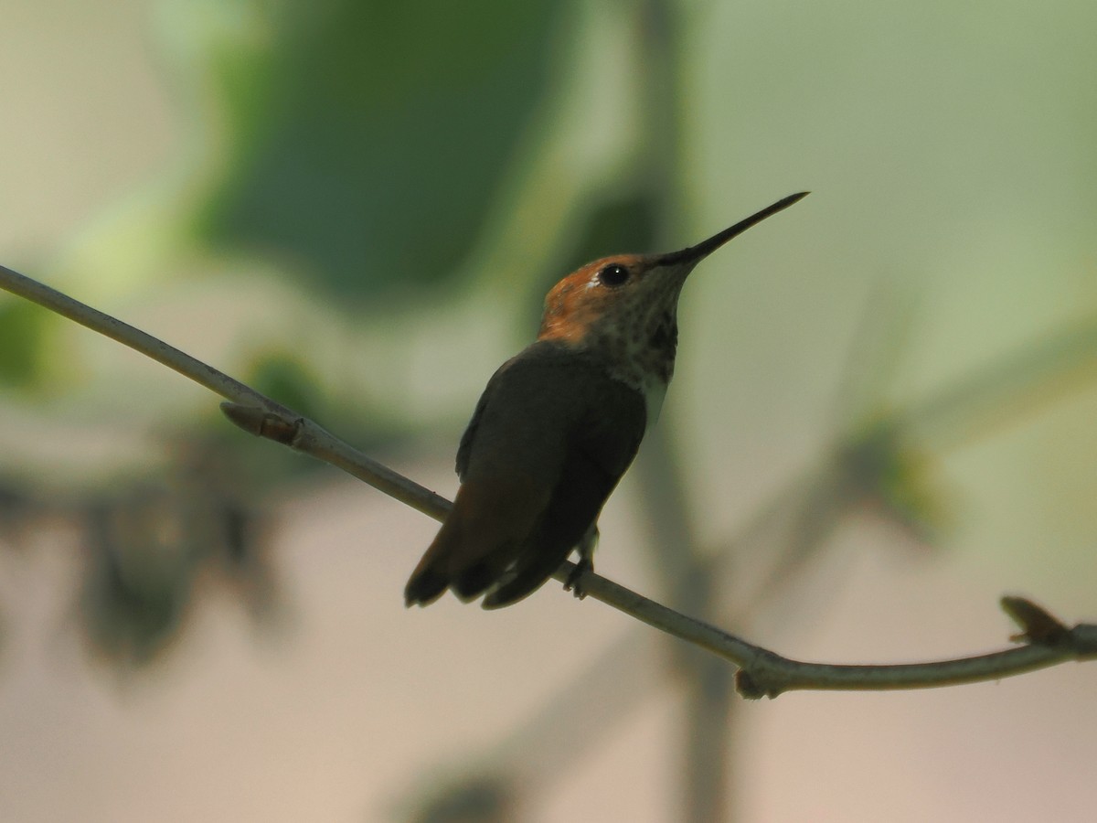 Colibrí de Allen - ML620888243