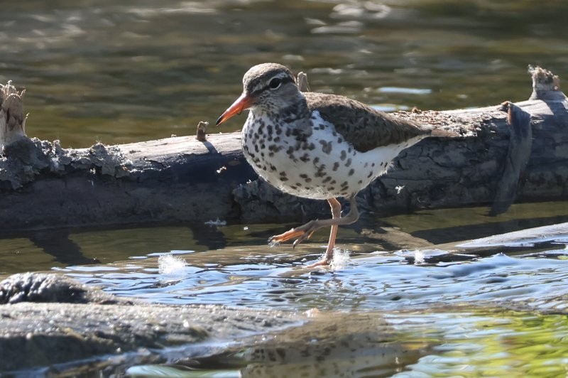 Spotted Sandpiper - ML620888244