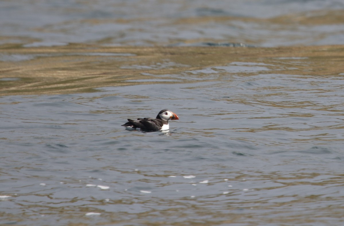 Atlantic Puffin - ML620888246