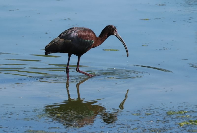 Ibis à face blanche - ML620888249