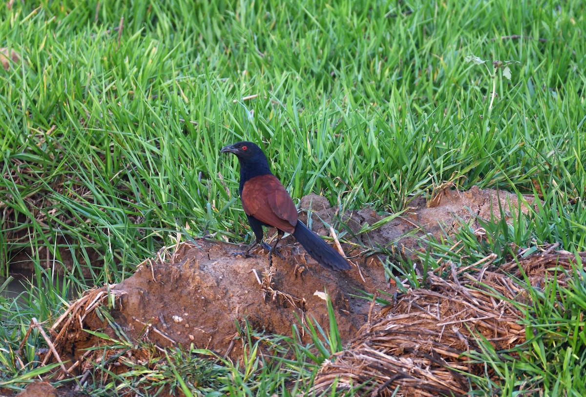 Greater Coucal - ML620888251