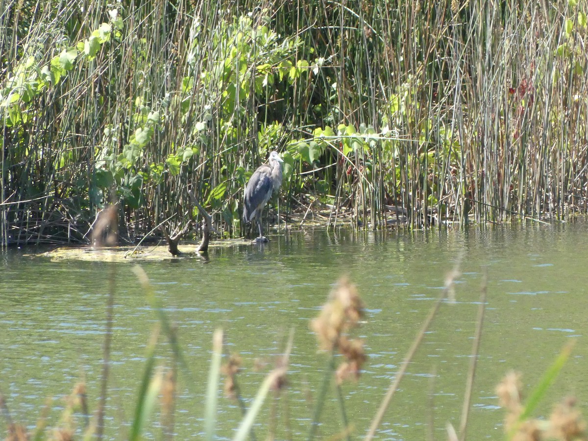 Great Blue Heron - ML620888252