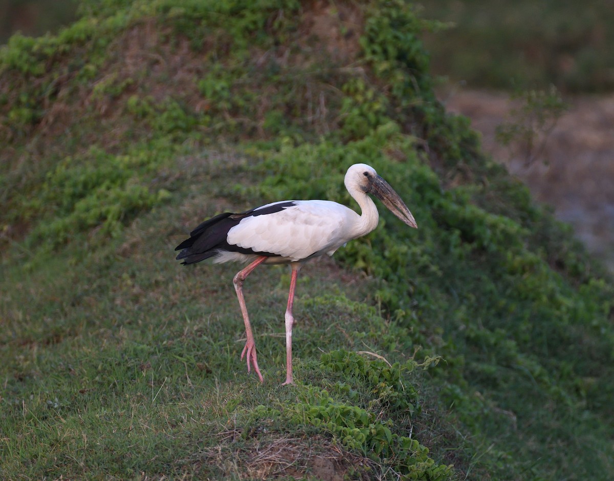 Asian Openbill - ML620888254