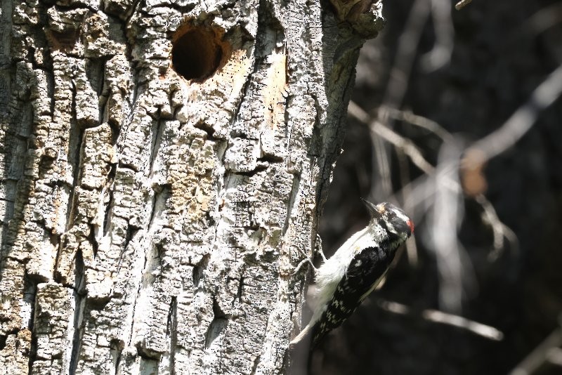 Downy Woodpecker - ML620888255