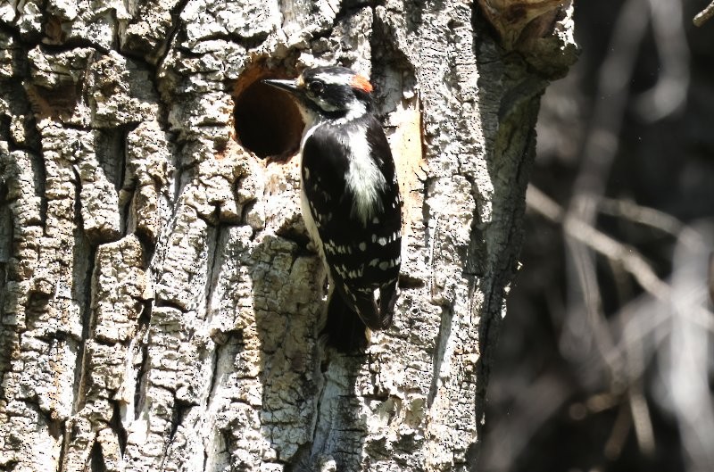 Downy Woodpecker - ML620888256