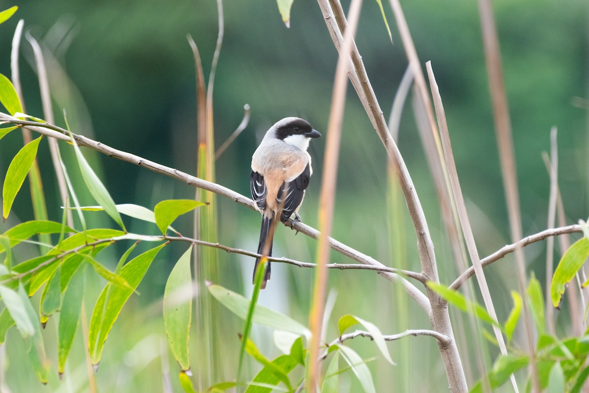 Long-tailed Shrike - ML620888257