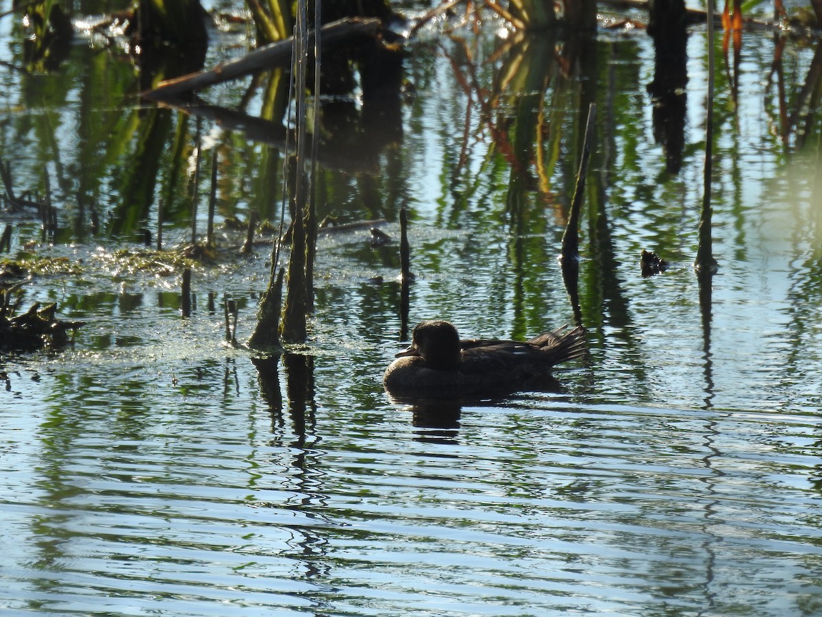 Hooded Merganser - ML620888259