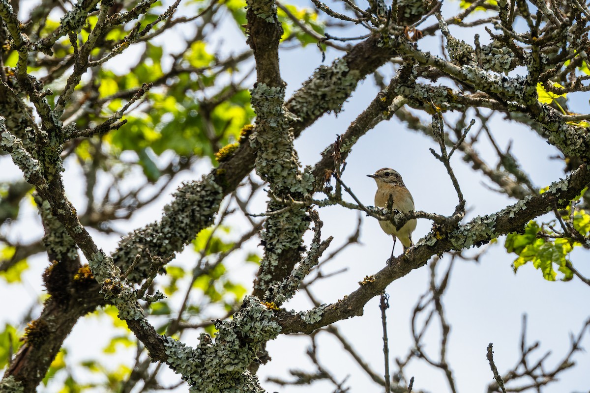 Whinchat - ML620888260