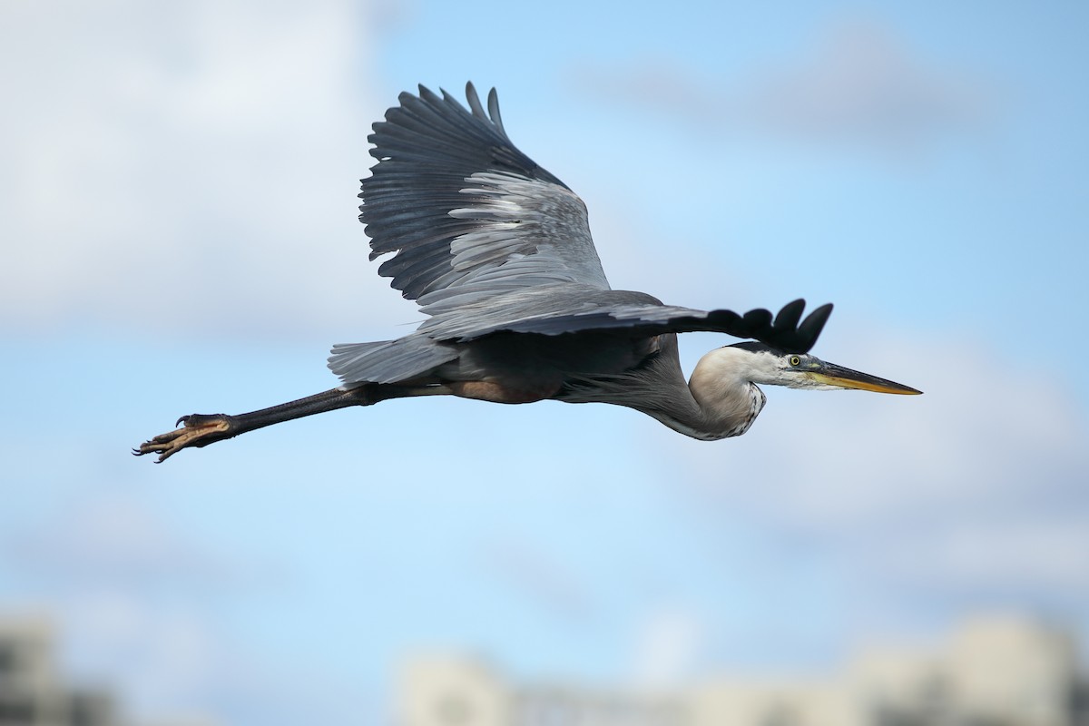 Great Blue Heron - ML620888261