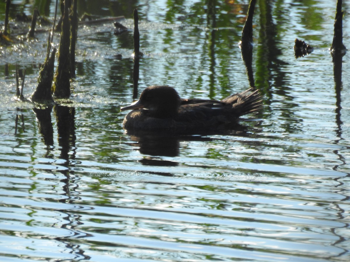 Hooded Merganser - Pat Andersen